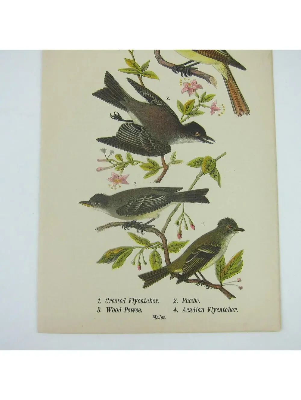 Bird Lithograph Print Crested Flycatcher Phoebe Wood Pewee Acadian Antique 1890